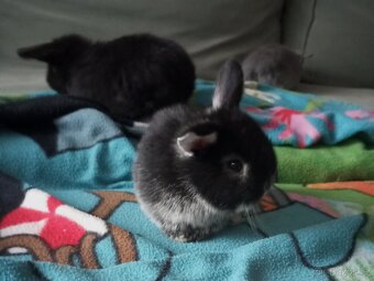 Zakrslý beránek králíček - 9