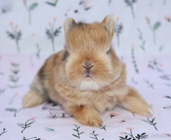 Zakrslý krátkouchý králíček malinká LOT samička - 9