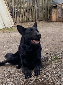 Německý ovčák - 9