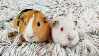 Morče, Morčátko, Morčátka, Morčata- VILÍK A TOMÍK - 9