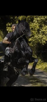 Barock pinto X Welsh Cob - 9