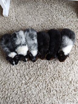 Morče US Teddy / morčata 3x samec 3x samička - 9