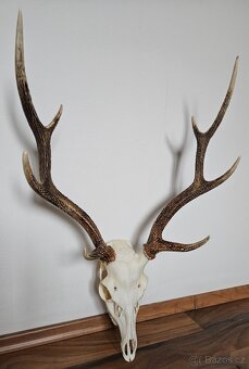 Lovecké trofeje - 9