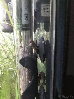 Krásné rybičky a krevetky rychlé vyzvednutí sleva - 9