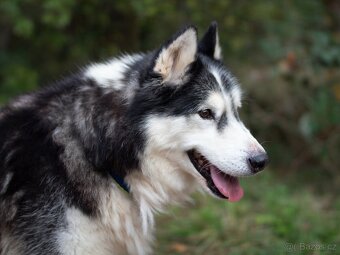 GYMY K ADOPCI - přátelský parťák - 9