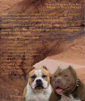 American Bully Pocket - 9