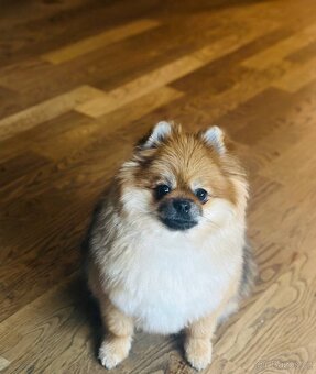 Štěňata Pomeranian - 9