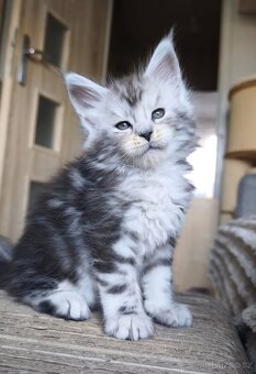 ⚜️Mainská Mývalí Maine Coon s PP⚜️ - 9