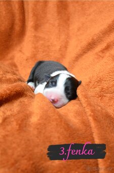 BORDER COLLIE - 9