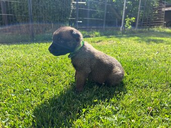 Belgický ovčák - malinois s PP - 9