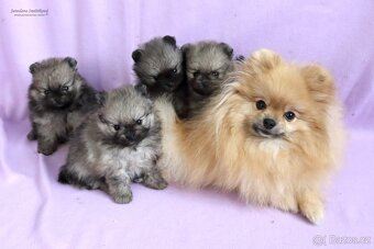 Pomeranian s PP FCI - 9