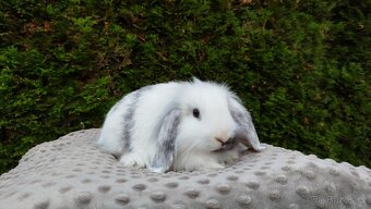 Zakrslý beránek, králíček, králík - MOLLY - 9