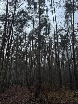 Prodám pozemky v k.ú. Břehy (2) - 9