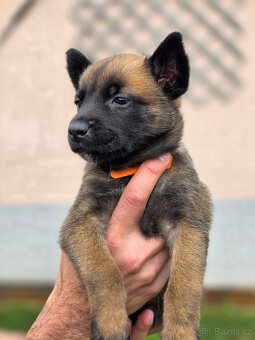 Prodám štěněta Belgický ovčák Malinois s PP - 9