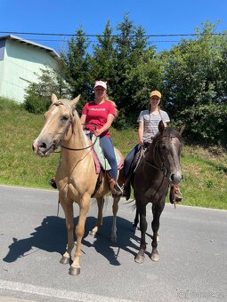 QH hřebec připouštění . - 9