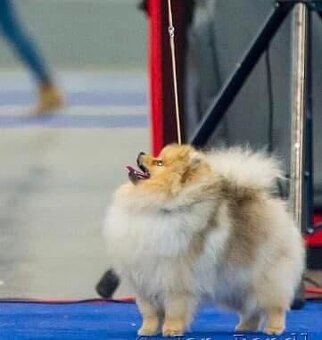 Pomeranian - PureLivePuppy FCI - 9