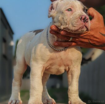 American Bully XL 🐾 - 9