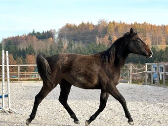 Mladá kobylka po Cornet de Lux - 9