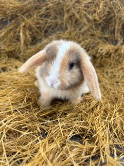 Mini lop mláďata k rezervaci - 9