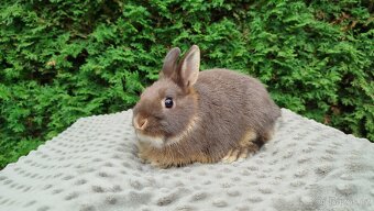 Zakrslý králík, králíček - ŇUFÍK - 9