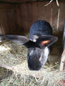 Samci Německých obrovitých strakačů NOS Ája kříženci obrů - 9