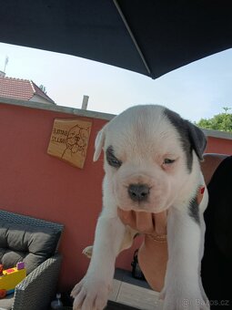 American Bully XL originální původní krev rodokmen ABKC USA - 9