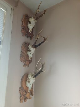 Lovecké trofeje - 9