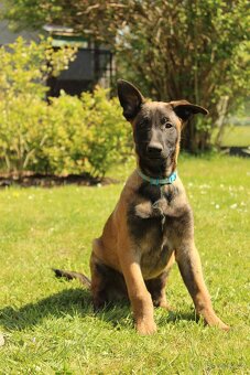 Belgický ovčák malinois - 9