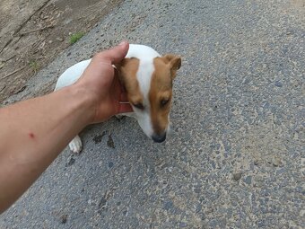 štěňata Jack Russell teriér- jrt - 9