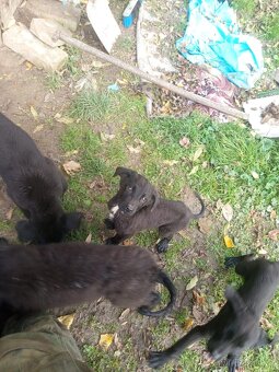 Labernese štěňátka - 9