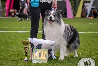 Border kolie s PP, štěňata - 9