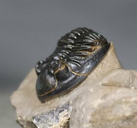 Trilobit s dokonalými očami - Fosilizované zviera - 5,3 cm - 9