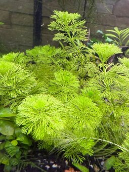 Akvarijní rostliny - 9