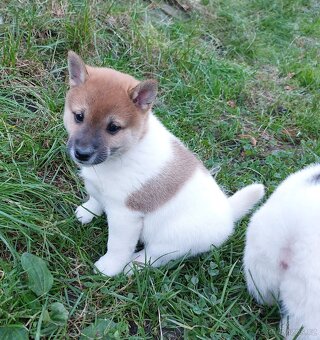 Shiba inu pinto s PP-1.vrh v ČR - 9