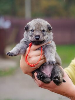 Saarloosův vlčák - prodej - 9