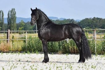 Černý hřebec BP 1.prémie - 9