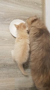 Koťata perská křížená s mainskou mývalí - volné nazrzlé - 9