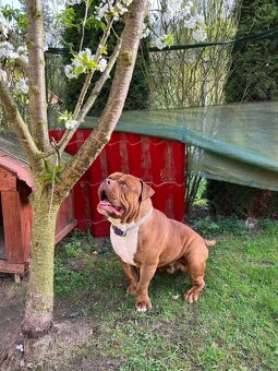 American Bully hledá milující domov - 9