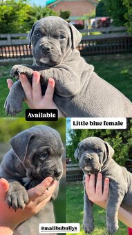 AMERICAN BULLY XL s PP - 9