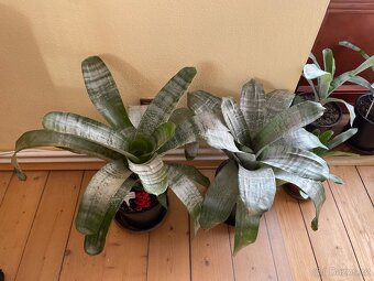 Bromélie Echmea pruhovaná (Aechmea fasciata)🌺 - 9