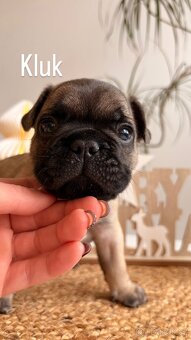 Francouzský buldoček bez PP - 9