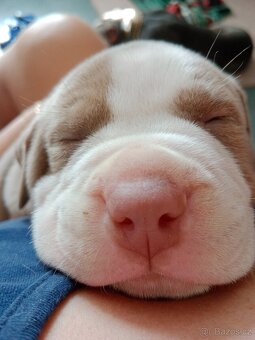 American Bully pocket size POCKET/STANDARD - 9