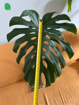 Monstera zakořeněné řízky 3ks - 9