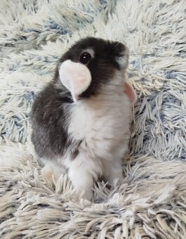 Minilop - anglický zakrslý beránek s VP - 9