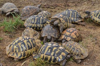 Prodám malé želvy + vybavená terária - 9