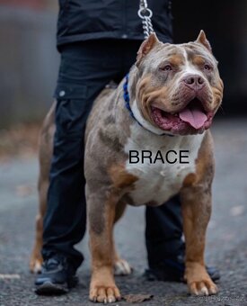 American Bully XL/XXL - 9