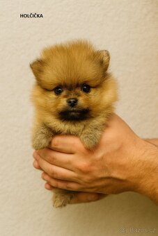 Pomeranian štěňátka (bez PP) - Ostrava - 9