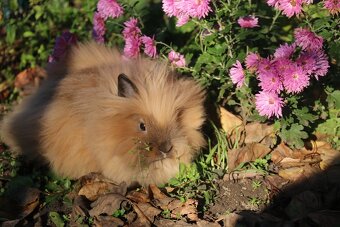 Krásná zakrslá samička teddy/lvíček s milou povahou - 9