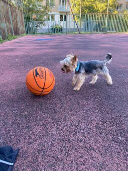 Jorkšírský teriér - 9