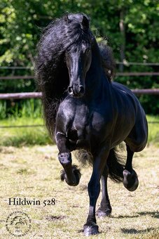 Nádherná fríská kobylka s velkým potenciálem - 9